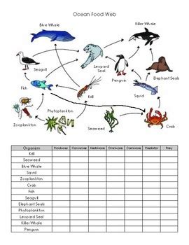 marine food web worksheet answer key